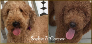 sophie-and-cooper-headshot-b